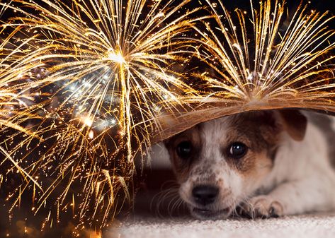 The Fourth of July, New Year’s Eve and other holidays are exciting events for us humans, but some pets are severely distressed by the noise of fireworks. Remember, dogs’ and cats’ hearing is much more sensitive than ours so those loud booms can be extremely uncomfortable! Here are some tips for keeping your pets safe... Dog Birthday Wishes, Dogs And Fireworks, Training Puppy, Slay Queen, Fire Works, Dog Tips, Happy 4 Of July, Pet Safe, Dog Birthday