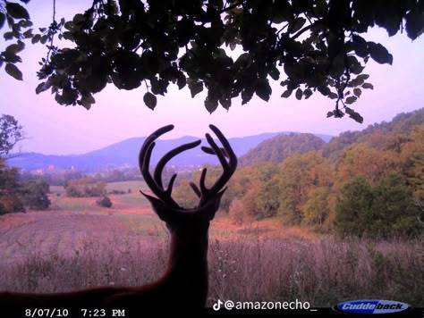 Trailcam Aesthetic, Trailcam Animals, Trail Cam, Trail Cameras, Trail Camera, Animals And Nature, Oh Deer, Silly Animals, A Deer