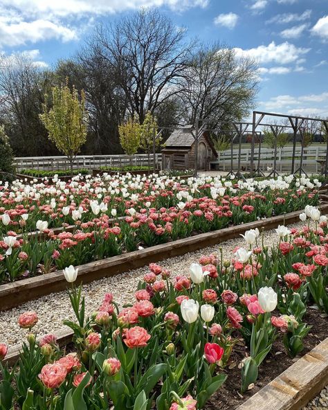 Cleareater Tulip Copper Image Tulip Delnashaugh Daffodil Bulb Garden, Flower Farming, Garden Goals, Cut Flower Farm, Tulips Garden, Flower Farmer, Garden Bulbs, Cut Flower Garden, Secret Gardens