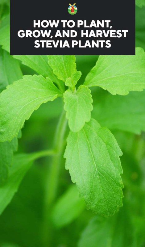 Here we share with you 2 super easy tips on growing your own stevia. We also share how to care for it, how to harvest it, and even have a few recipes to know how to utilize it. It is a pretty easy-to-handle plant. Regardless of your green thumb status, you should be able to find great success in raising it. Growing Stevia, Stevia Recipes, Types Of Herbs, Stevia Plant, Herb Garden Design, Aloe Vera Plant, Garden Cafe, Fence Ideas, Tea Garden