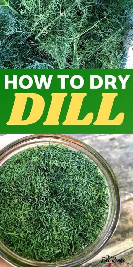 Dehydrate Dill In Dehydrator, How To Harvest And Dry Herbs, Dry Dill How To, Drying Dill In The Oven, Drying Dill In Dehydrator, How To Dry Fresh Dill, Dried Dill Recipes, Can You Freeze Fresh Dill, How To Preserve Vegetables