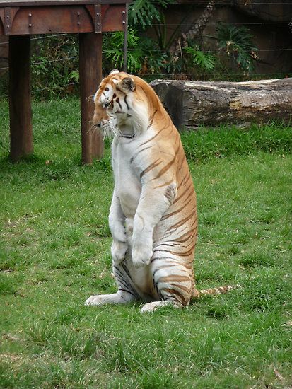 Big Cats Being Cute, Big Cats Cute, Cute Big Cats, Big Cat Photography, Big Cat Reference, Tiger Sitting, Golden Tigers, Big Cats Photography, Tiger Pictures