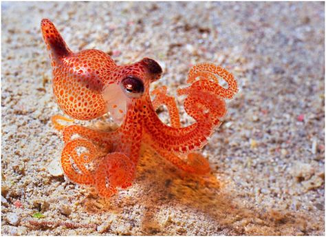 #aquatic #baby #denizen #ocean #octopus #sea Tiny Octopus, Fish Colorful, Small Creatures, Baby Octopus, Cute Octopus, Water Animals, Awesome Animals, Underwater Creatures, Underwater Life