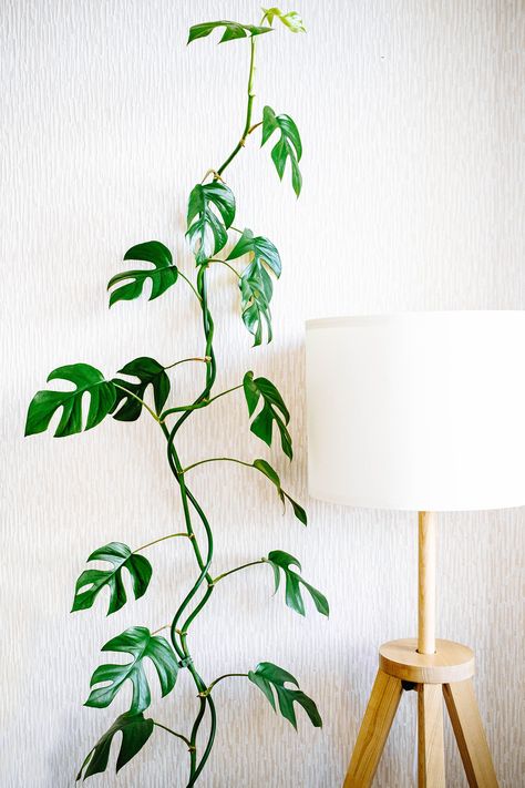 Rhaphidophora Tetrasperma Trellis, Mini Monstera Trellis, Raphidophora Tetrasperma Climbing, Mini Monstera Plant, Monstera Care, Garden Betty, Statement Plants, Indoor Plant Care Guide, Mini Monstera