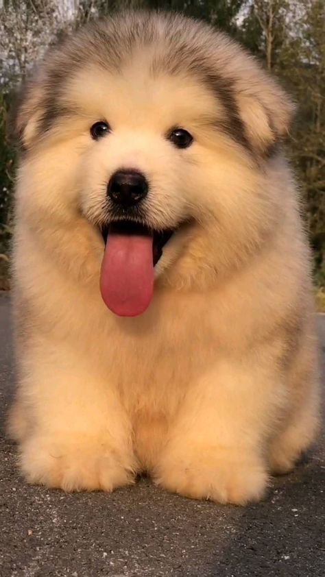 Cute Fluffy Puppies, Chubby Baby, Beautiful Dogs Photos, Cute Fluffy Dogs, Cute Dogs Images, Cutest Dogs, Super Cute Puppies, Cute Small Animals, Cute Dog Photos