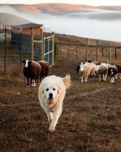 Great Pyrenees Livestock, Ranch Dogs Breeds, Farm Dogs Aesthetic, Great Pyrenees Puppy Aesthetic, Farm Dog Aesthetic, Great Pyrenees Aesthetic, Protection Dogs, Pyrenean Mountain Dog, Pyrenees Dog