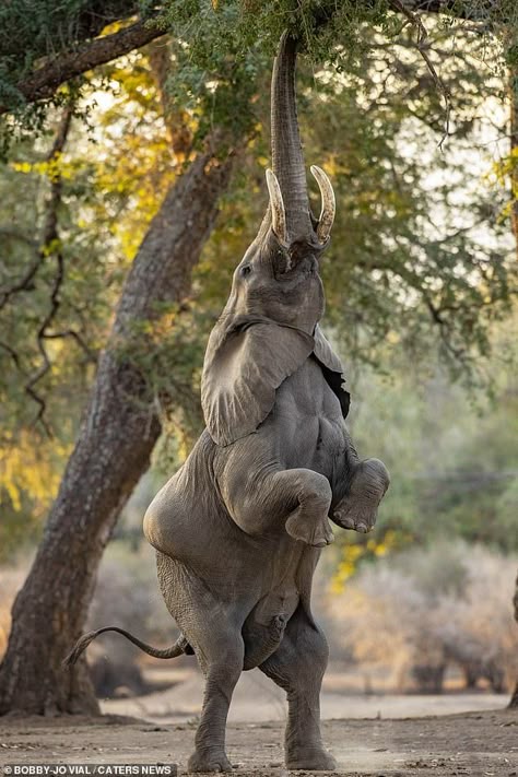 African bull elephant photographed stretching canopy heights | Daily Mail Online Drawing Elephant, Forest Elephant, Elephant Photo, Tattoo Elephant, African Forest Elephant, Elephant Facts, Nursery Elephant, Bull Elephant, Elephant Photography