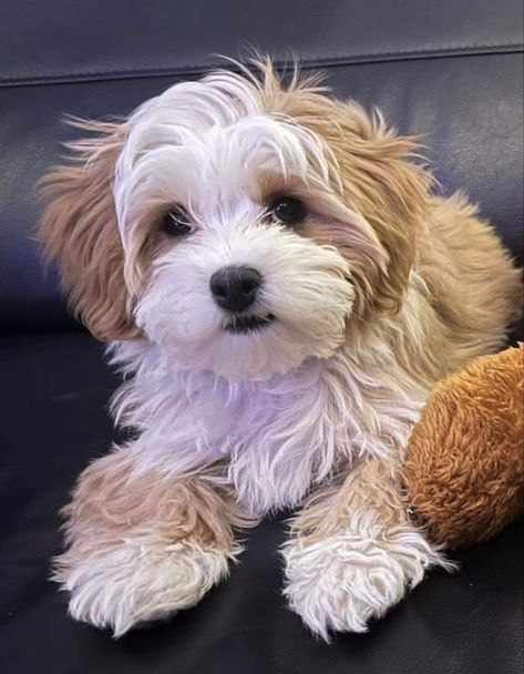 Cute Havanese Puppies, Havanese Dogs Full Grown, Poodle Puppy Training, Havanese Haircuts, Havanese Puppies For Sale, Havanese Dog, Well Mannered, Pet Essentials, Havanese Puppies