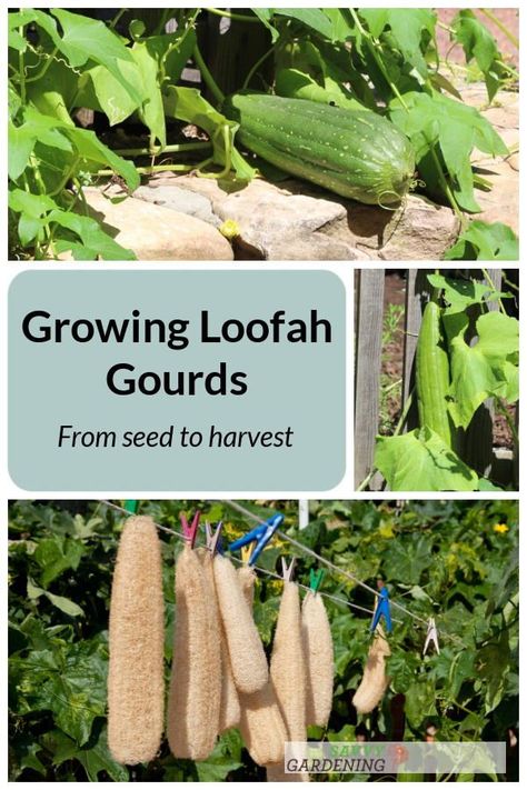 How To Grow Luffa Gourd, How To Dry Out Loofah, How To Grow Loofah Plants, Growing Loofah From Seed, Growing Loofah Sponges, Drying Loofah, Loofa Gourd, Harvesting Loofah, Loofah Garden