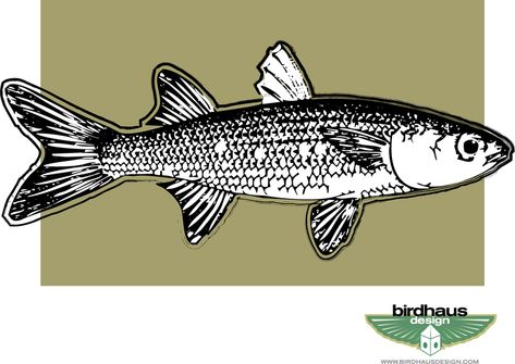 Mullet #AD , #SPONSORED, #Mullet, #Affiliate Mullet Fish Art, Mullet Fish Tattoo, Mullet Illustration, Mullet Tattoo, Mullet Fish, Perch Fish, Mouth Tattoo, Brazil Culture, Perch Fishing