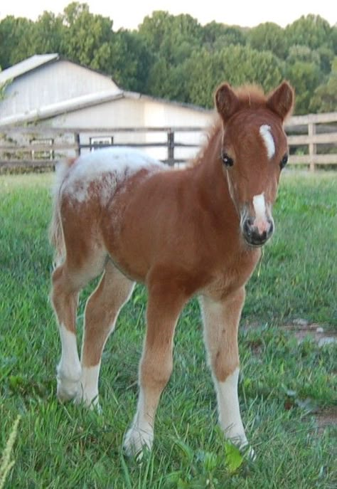 Miniature Horse Foal, Farm Miniature, Horse Doodle, Fell Pony, Horses Cute, Miniature Ponies, Horses Foals, Horse Foal, Regnul Animal