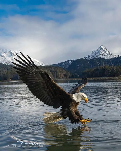 Bald Eagle Pictures, Bald Eagle Photo, Types Of Eagles, Homer Alaska, Eagle Drawing, Eagle Images, Galaxies Wallpaper, Eagle Pictures, Animal Reference