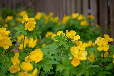 Stylophorum diphyllum (Celandine Poppy) Celandine Poppy, Orangey Yellow, Yellow Poppy, Virginia Bluebells, Long White Hair, Woodland Plants, Plant Pests, Herbaceous Border, Plant Problems