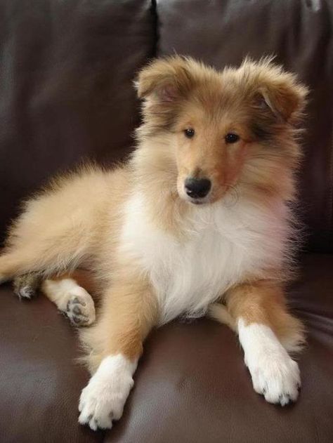 88+ Best Collie Dog Names | The Paws Rough Collie, Shetland Sheepdog, Rough Collie Puppy, Ras Anjing, Sheltie Dogs, Collie Puppies, Collie Dog, Animal Pics, Dog Names