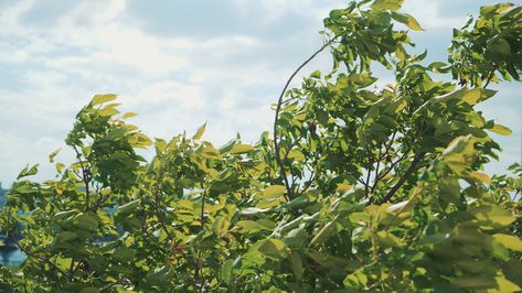 Trees In Strong Wind. Branches swaying in the wind Stock Footage,#Wind#Branches#Trees#Strong Lebron James Wallpapers, Happy Things, Strong Wind, Lebron James, The Wind, Tree Branches, Stock Footage, Stock Video, Blog Posts