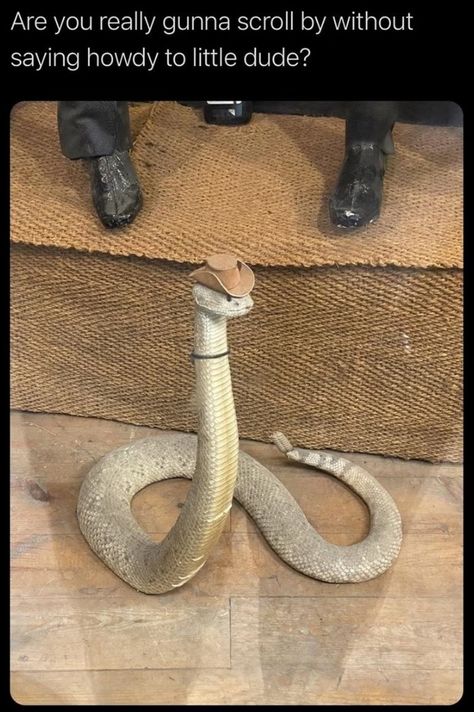 Snakes With Hats, Pretty Snakes, Cute Reptiles, Cute Snake, Pet Snake, Ball Python, Pretty Animals, Silly Animals, Cute Wild Animals