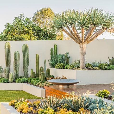 Succulents In Backyard, Cactus Gardens Modern, Cactus Front Garden, Modern Cactus Landscaping, Modern Succulent Landscape Design, Cactus Landscape Design, Succulent Landscape Design Front Yards, Front Yard Modern Landscaping, Agave Garden Design