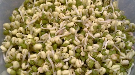 Mung Bean day 3 sprouts 3 Sprouts, Mung Bean, Black Eyed Peas, Peas, Sprouts