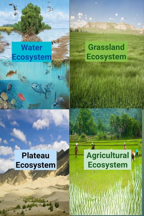 Ecosystem Infographic, Grassland Ecosystem, Ecosystem, Ecosystem Restoration, Ecosystem Restoration Poster, Agricultural Revolution, Ecosystem Services Infographic, Holi Images, Biodiversity Conservation