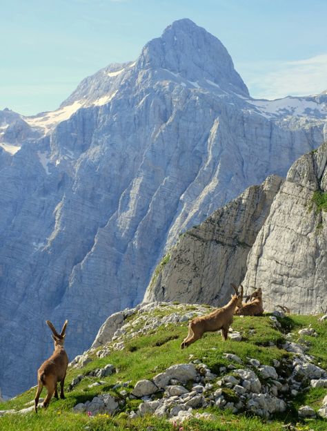 Alpine ibexes with Triglav in the back, Julian Alps, Slovenia Wild Goat, Alpine Ibex, Triglav National Park, Julian Alps, Wonderful Nature, Travel Wishlist, Beautiful Nature Pictures, Beautiful Nature Scenes, Nature Scenes