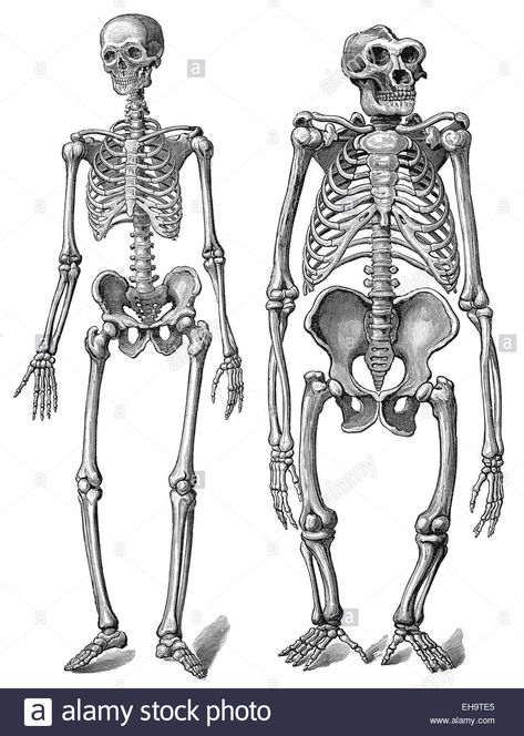 Download this stock image: The human skeleton as compared to a gorilla skeleton, anatomy, evolution of mankind, relation between mankind and ape, - EH9TE5 from Alamy's library of millions of high resolution stock photos, illustrations and vectors. The Human Skeleton, 3d Templates, Skeleton Anatomy, Skeleton Drawings, Animal Skeletons, Art Photography Portrait, Human Skeleton, Anatomy For Artists, Concept Art Drawing