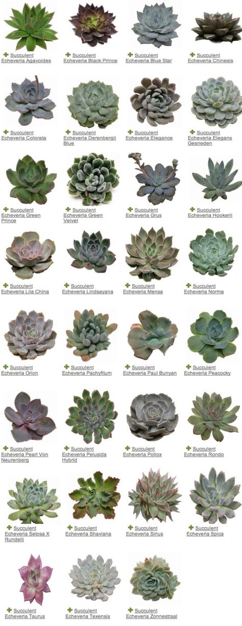 Kebun Herbal, Tanaman Sukulen, Kaktus Dan Sukulen, Succulent Names, Types Of Succulents, Growing Succulents, Succulent Gardening, Metro Detroit, Succulent Terrarium