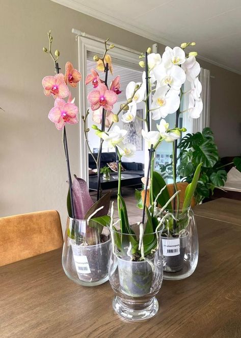 Orchids Tips and Tricks | I always put my orchids in clear glasses or vases for the roots benefit☀️And easy to notice if roots are healthy or need some extra and special ca... | Facebook Orchid Roots, Clear Glasses, Orchid Care, White Day, The Roots, Pretty Flowers, Hijab Fashion, Indoor Plants, Tips And Tricks