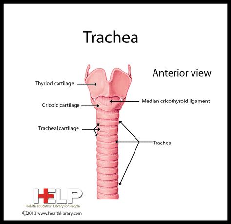 Trachea Trachea Anatomy, Respiratory Therapy, Human Anatomy And Physiology, Learn Facts, School Tips, Respiratory System, Aesthetic Vibes, Anatomy And Physiology, Chronic Fatigue