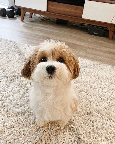 14 Pros and Cons of Havanese | PetPress Morkie Haircut Hairstyles, Havanese Dogs Haircuts, Morkie Haircut, Havanese Breeders, Havanese Grooming, Havanese Puppies For Sale, Dogs Aesthetic, Shitzu Puppies, Havanese Dog