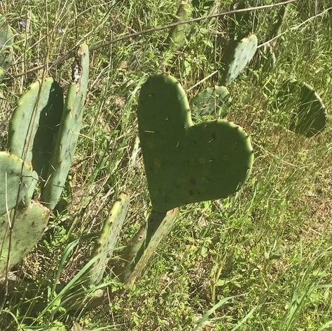 Mildly Interesting, Perfect Heart, Foto Ideas Instagram, Nature Aesthetic, Art References, Green Aesthetic, Optical Illusions, Aesthetic Photo, A Heart