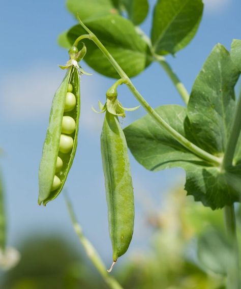 How to grow peas: What to plant, when to plant it, and how quickly you'll be dishing it up - Country Life Peas Plant, Garden Peas, Pea Plants, Plant Reference, Nature Objects, Plants Reference, What To Plant When, Growing Peas, Pea Plant