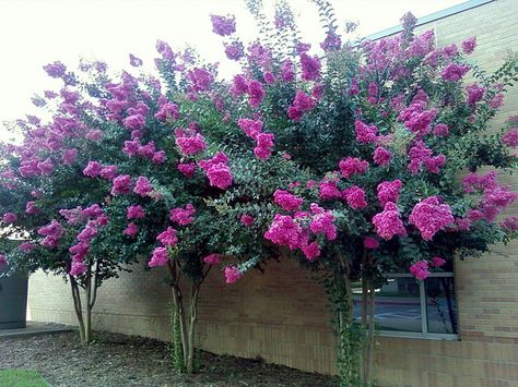 love crepe myrtle for foliage, we should be able to either get large crepe myrtle plants or a bit of foliage to use Purple Crepe Myrtle, Flower Edit, Crepe Myrtles, Desert Trees, Home Backyard, Myrtle Tree, Home Decor Cozy, Garden Boxes Raised, Side Yard Landscaping