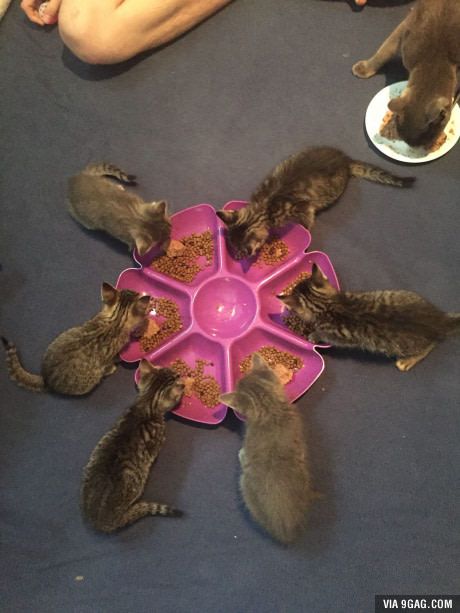 Discovered the easiest way to feed my foster kittens. Foster Kittens Setup, Foster Animals, Foster Cat, Foster Kittens, Kitten Care, Animal Room, Feral Cats, Cat Room, Cat Stuff