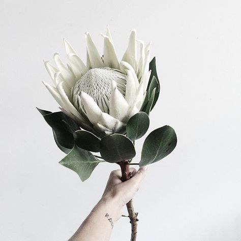 White king protea | Photo by Faith Lord Protea Flower, Cactus Y Suculentas, Arte Floral, Beautiful Blooms, Ikebana, Plant Life, White Flower, Love Flowers, My Flower