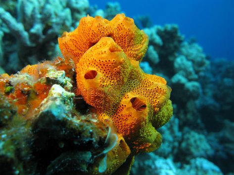 Cambrian Explosion, Chinstrap Penguin, Sea Sponge, Water Background, Animal Groups, Oceanography, In The Deep, Coral Reefs, Tropical Blue