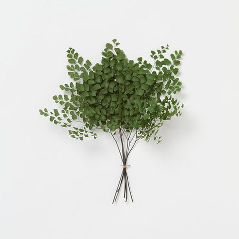 themodernexchange:  Adiantum Fern Bunch | Terrain Natures Bounty, Plant Prints, Green Notes, Cotton Stems, Wooden Greenhouses, Green Girl, Arte Floral, Green Plants, Ikebana