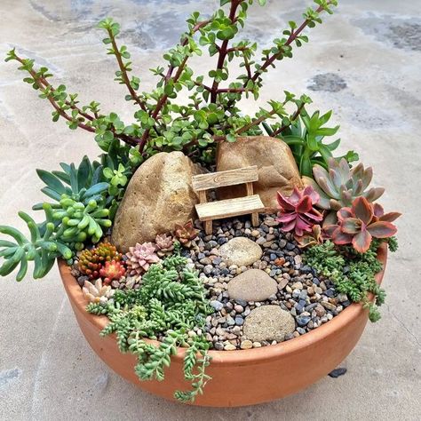 Cute Succulent Arrangements, Fairy Garden Succulents, Miniature Succulent Garden, Miniature Fairy Gardens Terrarium, Small Succulent Arrangements, Dish Garden Ideas, Mini Garden Ideas, Succulent Dish Garden, Succulent Fairy Garden