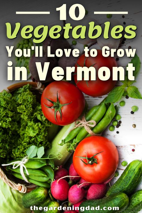 Do you live in Vermont and want to learn what Vegetables you should grow this spring and summer? Then read the 10 Vegetables You'll Love to Grow in Vermont for the best vegetables you should grow in your garden! #vermont #vegetables #vegetablegarden Vermont Gardening, Vermont Garden, Best Vegetables To Grow, Homegrown Vegetables, Farming Ideas, Vegetables For Babies, Garden Problems, Best Vegetables, Vegetables To Grow