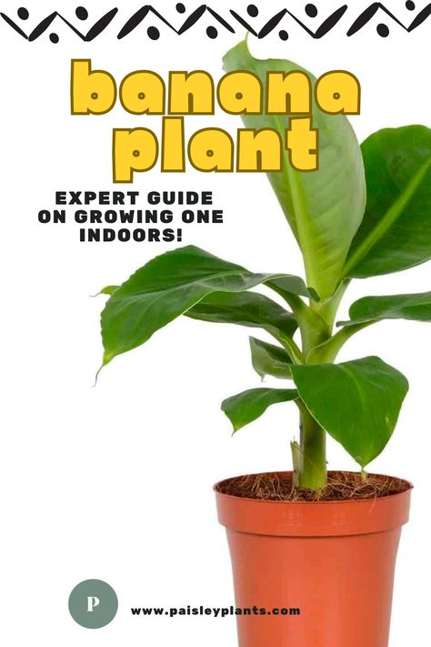 With a little bit of care, the Banana Plant can actually be grown indoors! Here's an expert guide with care tips and tricks to keep it growing happy and healthy in your home! See you over at the blog! Banana Leaf Plant Indoor, Banana Palm Indoor, Indoor Banana Plant, Banana Tree Care, Banana Plant Indoor, Plants In Bathrooms, Banana Plant Care, Lush Patio, Grow Banana Tree