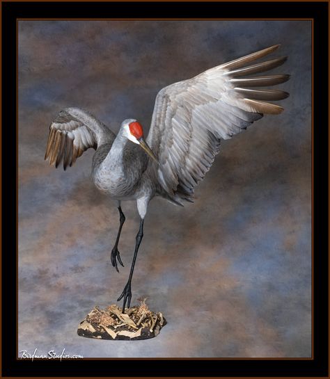 Bobcat Mounts, Sand Hill Crane, Duck Mount, Waterfowl Taxidermy, Bird Taxidermy, Taxidermy Decor, Animal Taxidermy, Sandhill Crane, Hunting Room