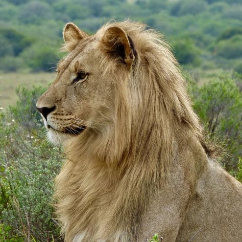 A very handsome young male lion for world lion day. Happy world lion day.  #worldlionday #lion #africanlion #bigcats #gamedrive… Nature, Lion Puppet, Colorado Wildlife, World Lion Day, Wild Savannah, Panthera Leo, Lion Photography, Male Lion, Lion Pictures