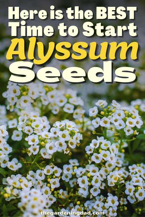 Are you interested in learning about Alyssum Seeds? The Gardening Dad will go over the best ways to start your Alyssum seeds. #Thegardeningdad #Alyssum #flowers Sweet Allysum Plants, Allysum In Pots, Alyssum Flowers Landscaping, Sweet Alyssum Flower, Alyssum Flower, Flower Planting Guide, Flowers From Seed, Alyssum Flowers, Cold Climate Gardening