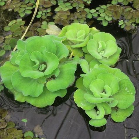 Water Lettuce, Floating Pond Plants, Sensitive Plant, Outdoor Ponds, Floating Plants, Pond Plants, Green To Blue, Water Gardens, Water Hyacinth