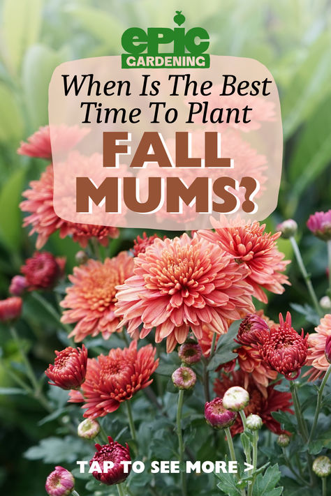 Creamy pinkish, orange colored mum flowers in a garden Mum Landscaping Front Yards, When To Plant Mums In Ground, Planting Mums In Ground, Plant Mums In Ground, When To Plant Mums For Fall, How To Grow Mums, Mums Planted In Ground, Landscaping With Mums, Mum Garden Ideas