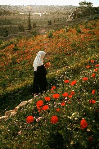 A nun from the Benedictine Convent on the Mount of Olives picks red poppies. Date Photographed: May 01, 1968 Convent Life, Mount Of Olives, Picking Flowers, Catholic Images, Bride Of Christ, Catholic Art, Holy Land, Roman Catholic, Catholic Faith