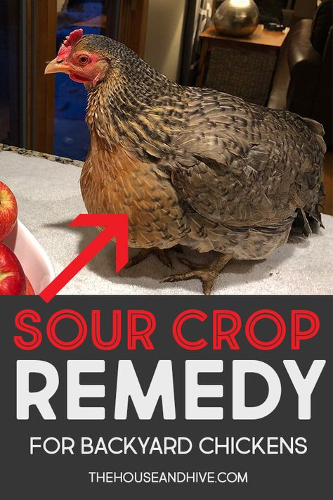 Sour Crop In Chickens, Chicken Illness, Chicken Raising, Chicken Roost, Chicken Coop Garden, Raising Farm Animals, Raising Chicks, Backyard Chicken Coop Plans, Chicken Nesting Boxes