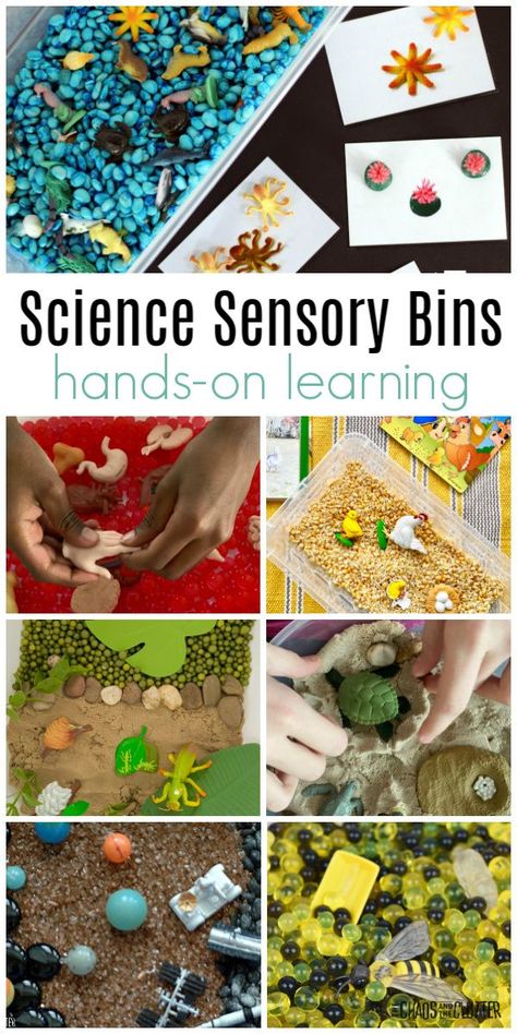 Increase your child's interest and retention with these Science Sensory Bins. They are a great addition to a unit study and good opportunity for hands-on learning. #science #homeschooling #teaching #sensoryplay Science Sensory Bins Preschool, Sensory Bin 2nd Grade, Second Grade Sensory Bins, Stem Sensory Bins, 2nd Grade Sensory Bins, Science Sensory Activities, Science Sensory Bin, Ocean Science Activities, Sensory Processing Activities