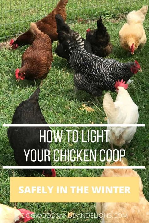 Chicken Coop Lighting, Chicken Coop Lighting Ideas, Solar Chicken Coop, Free Range Chickens Coop, Molting Chickens, Raising Meat Chickens, Small Chicken Coops, Easy Chicken Coop, Chicken Care