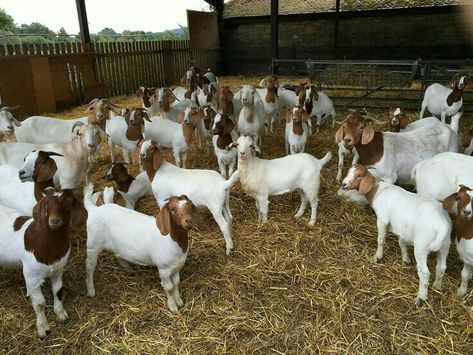 Goats For Sale, Moroccan Tagine, Show Goats, Big Food, Bucking Bulls, Goat Barn, Boer Goats, Raising Goats, Lafayette Louisiana