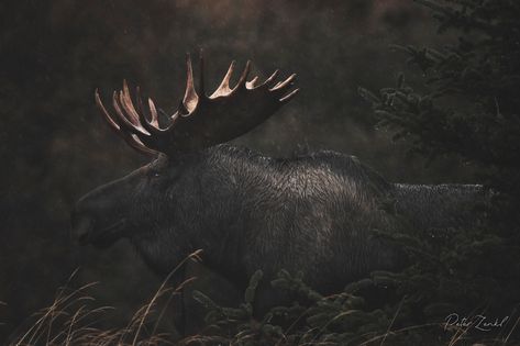 Moose Pictures, Spirit Animal Meaning, Moose Hunting, Dark Forest Aesthetic, Canadian Wildlife, Bull Moose, Bull Elk, Your Spirit Animal, Hd Backgrounds